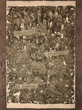 Nr. 44